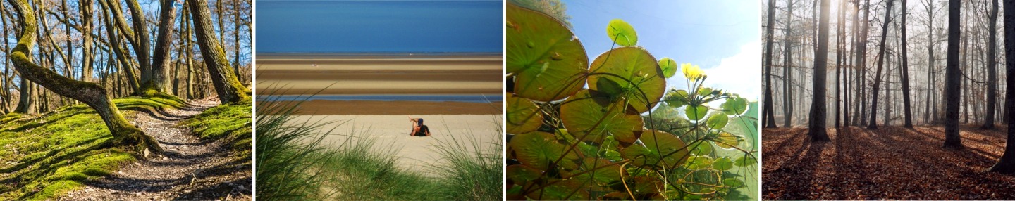 Ancient woodland, sandy beach, pond, autumn wood